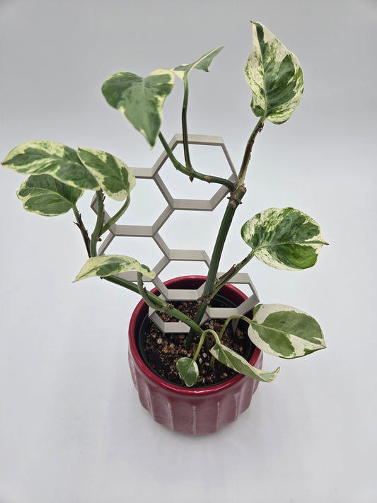 9" Honey Comb Potted Plant Support Trellis- Gift